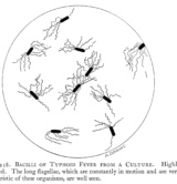 13-Bacilli-Of-Typhoid-Fever-From-A-Culture-Durrant-